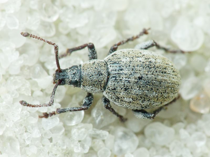 Centricnemus leucogrammus (Germar, 1824)